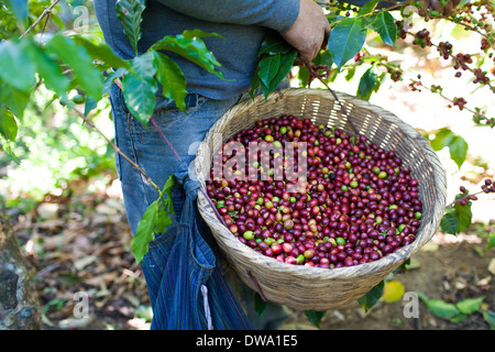 A wicker basket full of ripe coffee berries off overflowing bushes in a field above Ataca, Ruta de las Flores El Salvador Stock Photo