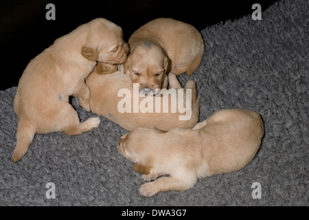 Four three week old male golden retriever puppies seek each other's company on polyester fur rug in whelping box Stock Photo