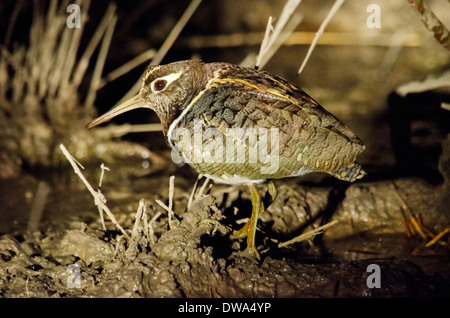 Australian Painted-snipe (Rostratula australis), Victoria, Australia ...