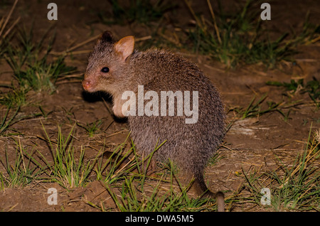 The rufous rat-kangaroo (Aepyprymnus rufescens), also known as the rufous bettong. Stock Photo