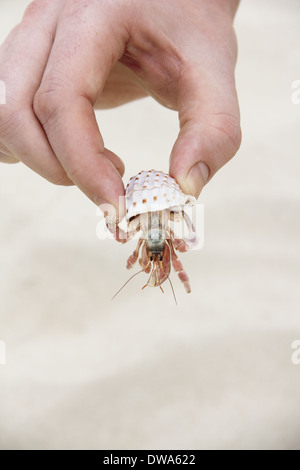 Hand holding crab hiding in shell on sand background Stock Photo