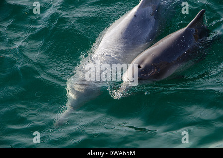 Sousa chinensis Chinese white dolphin, Pacific humpback dolphin or Indo-Pacific humpback dolphin Stock Photo