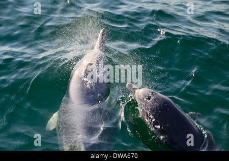 Sousa chinensis Chinese white dolphin, Pacific humpback dolphin or Indo-Pacific humpback dolphin Stock Photo