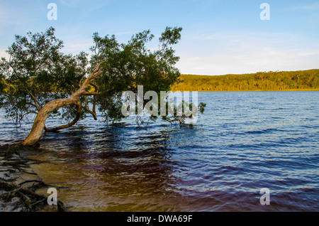 Brown Lake is a lake on North Stradbroke Island, in Queensland, Australia Stock Photo