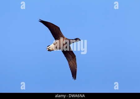 Brant goose / Brent goose (Branta bernicla) in flight against blue sky Stock Photo