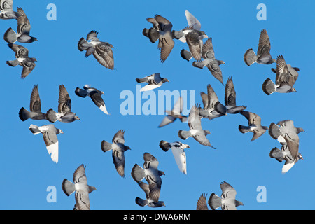 Domestic pigeons / feral pigeon (Columba livia domestica) flock in flight against blue sky Stock Photo