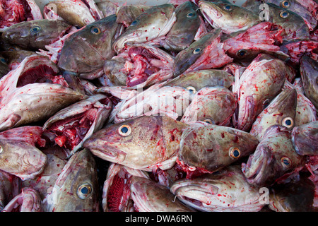 Close up of heap of Atlantic Cod (Gadus morhua) fish heads cut off for drying, Lofoten, Norway Stock Photo