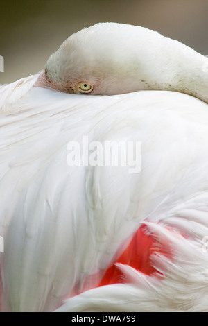 A Greater Flamingo (Phoenicopterus roseus) Resting Stock Photo