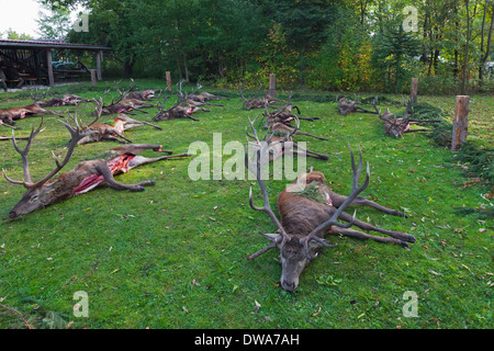 Harvested Red Deer (Cervus elaphus) stags shot and gutted by hunters after the hunt during the hunting season in autumn Stock Photo