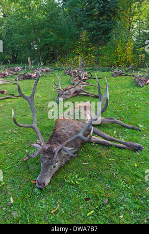 Harvested Red Deer (Cervus elaphus) stags killed and gutted by hunters after the hunt during the hunting season in autumn Stock Photo