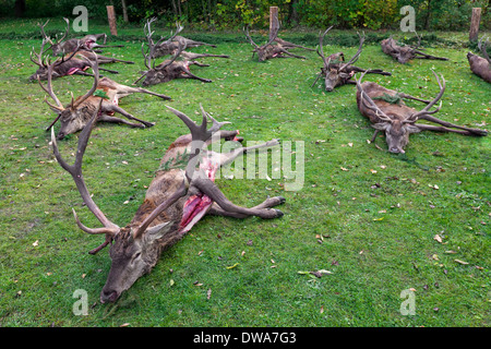 Harvest of dead Red Deer (Cervus elaphus) stags shot and gutted by hunters after the hunt during the hunting season in autumn Stock Photo
