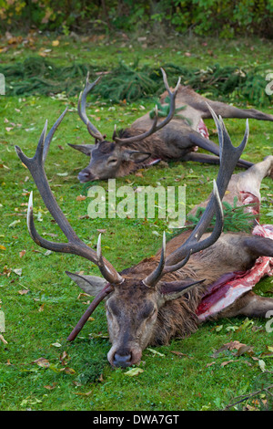 Harvest of killed Red Deer (Cervus elaphus) stags gutted by hunters after the hunt during the hunting season in autumn Stock Photo