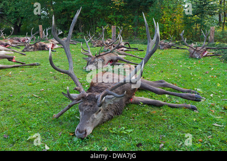 Harvested Red Deer (Cervus elaphus) stags shot and gutted by hunters after the hunt during the hunting season in autumn Stock Photo