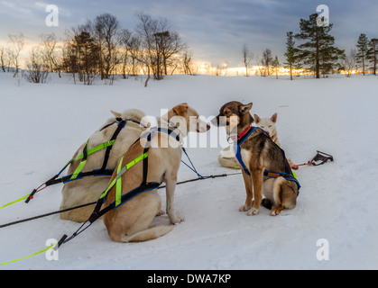 Refusal - dog sledding, Norway Stock Photo
