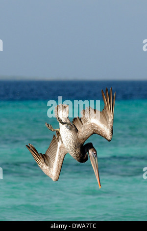Brown pelican (Pelecanus occidentalis) dives to the water for fish near ...