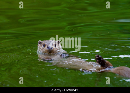 European River Otter (Lutra lutra) swimming in water on its back Stock Photo