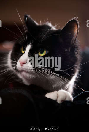 Tuxedo black and white cat looking out the window Stock Photo - Alamy