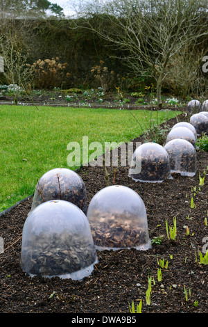 plastic cloche cloches filled with leaves insulate insulated insulation protect protection frost ice winter spring plant garden Stock Photo