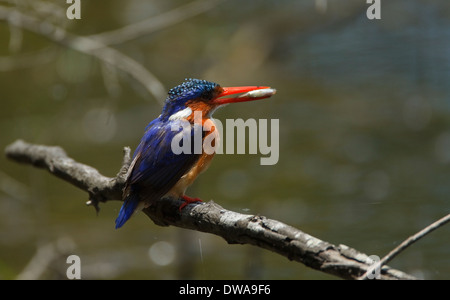 Malachite Kingfisher (Alcedo cristata) with a fish in the bill perched on a branch Kruger national park South Africa Stock Photo