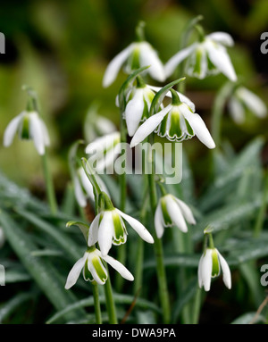 galanthus desdemona greatorex double hybrid snowdrop white flowers green markings flowers bulbs snowdrops Stock Photo