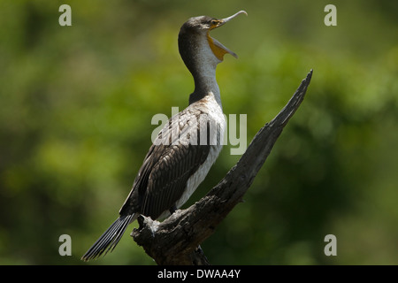 White-breasted Cormorant (Phalacrocorax lucidus) perched on a branch, Kruger national park South Africa Stock Photo
