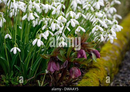 Galanthus nivalis clump snowdrop purple hellebores white flowers petals spring plant portraits bulbs snowdrops Stock Photo