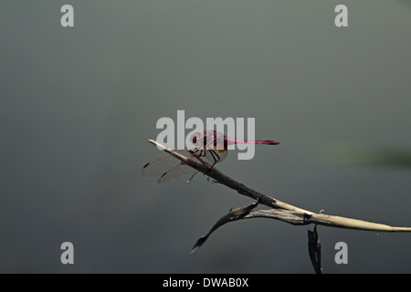 Male Violet Dropwing (Trithemis annulata) perched on a straw, Kruger national park South Africa Stock Photo