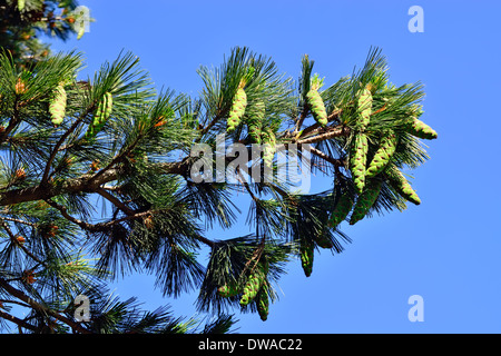 Pinus peuce (Macedonian pine) against the blue sky closeup Stock Photo