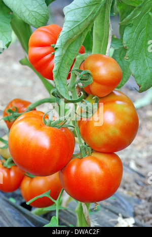 Red Tomato in greenhouse for nature background Stock Photo - Alamy