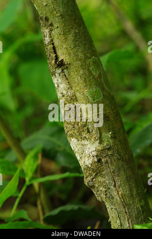 leaf tailed gecko   -  Uroplatus sikorae Stock Photo