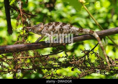 A short horned chameleon, Calumma brevicorne Stock Photo