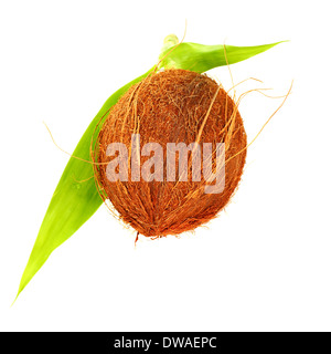 Coconut isolated on white background, brown hairy hard tropical fruit with fresh green leaves, still life, exotic nutrition Stock Photo