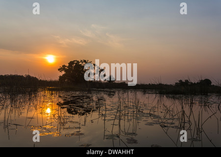 Sunset over river with tree silhouette at Xigera in the Okavango Delta, Botswana, southern Africa Stock Photo