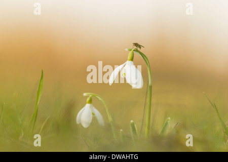 Common snowdrop captured in early Spring Stock Photo