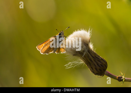 Essex Skipper (Thymelicus lineola) resting on a thistle flower with backlight. Stock Photo