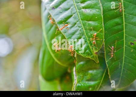 red ant nest on mango tree Stock Photo