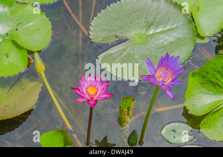 Red and purple water lily lotus blooming in the small pond Stock Photo