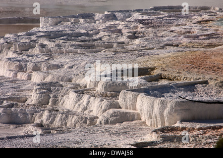 Canary Spring along the Upper Terrace Loop near Mammoth Hot Springs in Yellowstone National Park, Wyoming. Stock Photo