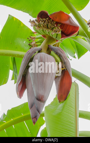 Red banana blossom see the small green bananas Stock Photo
