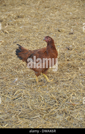 One Rhode Island Red Chicken Walking on Hay Stock Photo