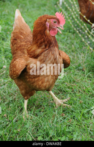 One Funny Looking Rhode Island Red Chicken Walking on the Grass of a Farm Stock Photo
