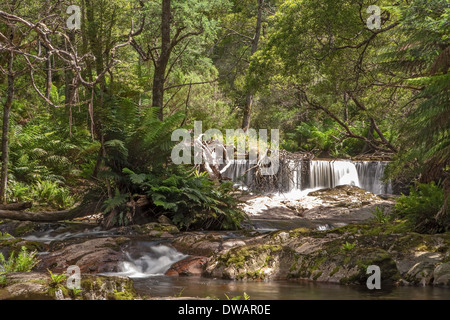Halls Falls, Rock Pool, The Blue Tier Forest Reserve, near St Helen's, Tasmania,  Australia Stock Photo