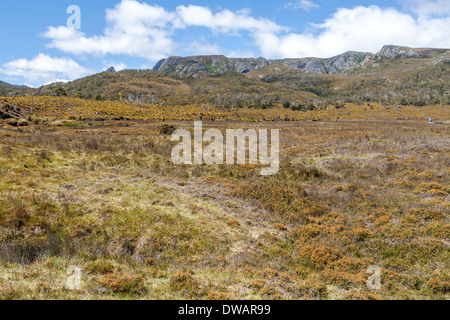 Flowering coral fern (yellow bloom) and button grass moorland, Cradle Mountain National Park, Tasmania, Australia Stock Photo