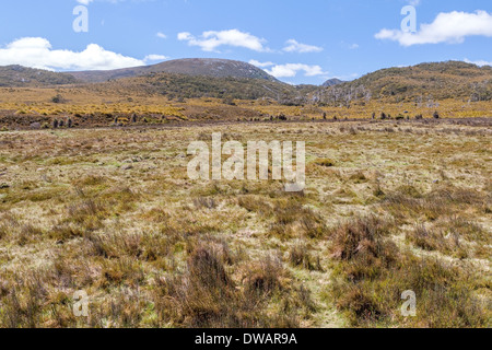 Flowering coral fern (yellow bloom) and button grass moorland, Cradle Mountain National Park, Tasmania, Australia Stock Photo