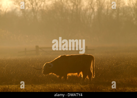 Backlit Highland Cattle grazing in meadow Stock Photo