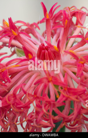 Closeup of bright pink Kleinia abyssinica from the Asteraceae family at Kew Gardens, UK. Stock Photo