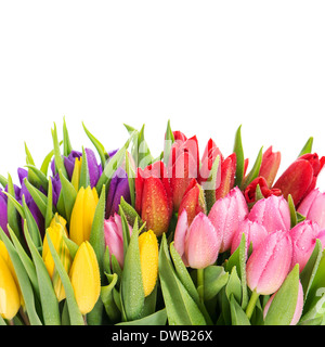 bouquet of multicolor tulips over white background. fresh spring ...