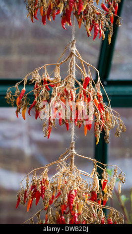 Hanging Red Chilli fruits on plants drying out in a greenhouse. UK Stock Photo