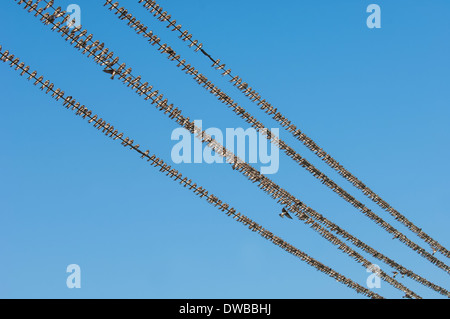 Birds sitting on wires Stock Photo