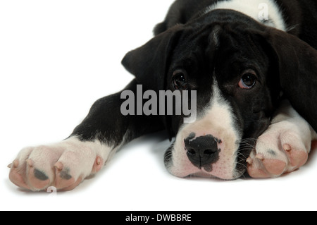 Great Dane puppy is resting on white background. Stock Photo